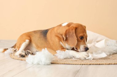 Yastığı yırtık, tuvalet kağıdı rulosu bej duvarın yanında oturan yaramaz Beagle köpeği.