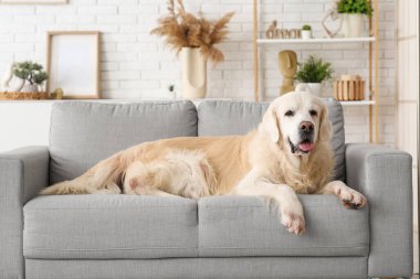 Şirin Labrador köpeği evdeki gri kanepede yatıyor.