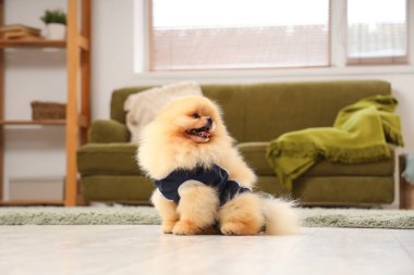 Evdeki sterilizasyondan sonra kurtarma giysisi içinde şirin Pomeranya köpeği.
