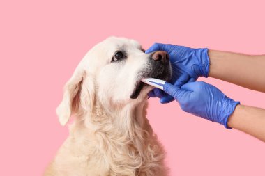 Tıbbi eldivenli kadın elleri pembe arka planda Labrador köpek dişlerini fırçalıyor.