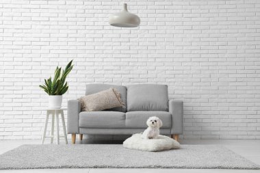 Tatlı Maltese köpeği oturma odasında yumuşak yastıkta oturuyor.