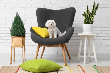 Modern oturma odasındaki şirin Maltese köpeği.