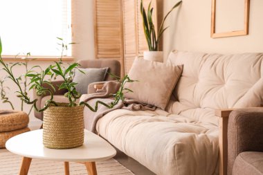 Rahat beyaz kanepe ve oturma odasında bambu bitkisi olan kahve masası.