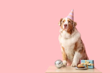 Doğum günü pastası, disko topu ve pembe arka plandaki masada hediye kutusu olan şirin Avustralyalı çoban köpeği.