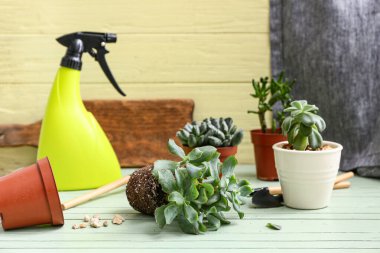 Bitki ve bahçe aletleri yeşil arka plana karşı ahşap masada naklediliyor