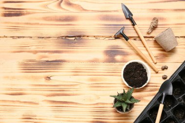 Aloe vera ile kompozisyon ve bej ahşap arka planda organ nakli için aletler. Üst görünüm