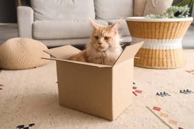 Evdeki karton kutuda oturan sevimli bej renkli Maine Rakun kedisi.