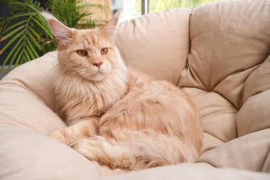 Sevimli bej rengi Maine Rakun kedisi evde koltukta yatıyor.