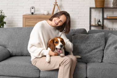 Sevimli Beagle köpeği, evdeki gri kanepede genç kadın bacaklarının üzerinde yatıyor.