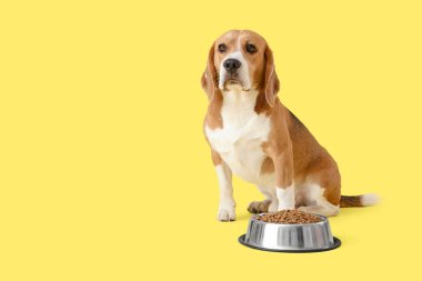 Tatlı Beagle köpeği, sarı arka planda kuru yiyeceklerle kasenin yanında oturuyor.