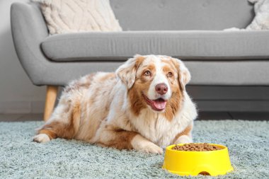 Tatlı Avustralyalı çoban köpeği ve evde kuru yiyecekle kase.