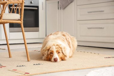 Avustralya çoban köpeği evde halıda yatıyor.