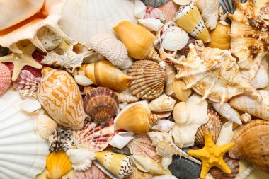 Arkaplan olarak birçok farklı deniz kabuğu