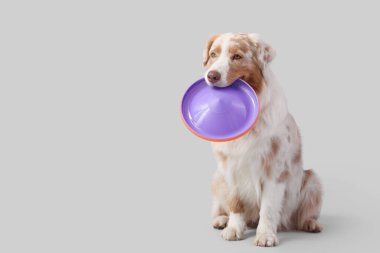 Hafif arka planda frizbisi olan tatlı Avustralya çoban köpeği.