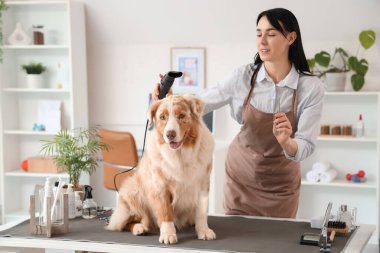 Avustralyalı çoban köpeğinin saçını kurutan kadın tımarcı.