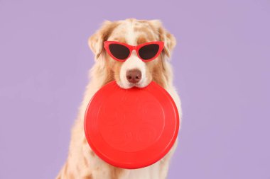 Güneş gözlüklü şirin Avustralyalı çoban köpeği ve leylak arka planda frizbi.