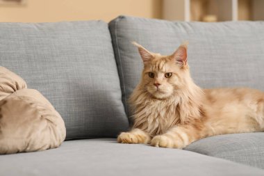 Maine Rakun Kedi oturma odasında gri kanepede yatıyor, yakın plan.