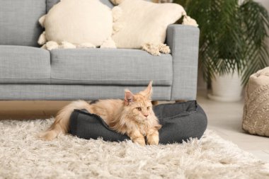 Maine Rakun Kedi evcil hayvan yatağında yatıyor.