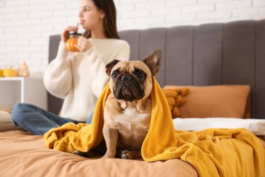 Genç bir kadın ve yatakta battaniyeli sevimli bir Fransız bulldog.