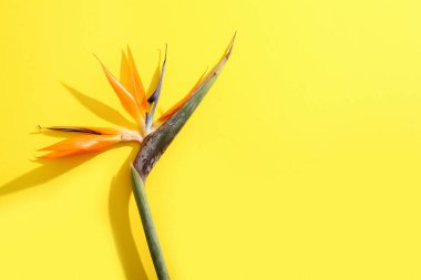 Sarı arka planda güzel bir strelitzia çiçeği