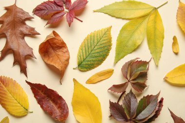 Renk arkaplanında güzel düşen yapraklarla kompozisyon