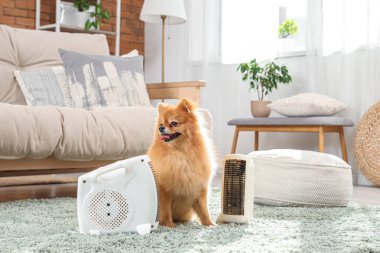 Evde elektrikli ısıtıcısı olan sevimli Pomeranya köpeği.