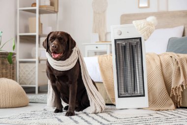 Yatak odasında sıcak atkısı ve elektrikli ısıtıcısı olan şirin Labrador köpeği.
