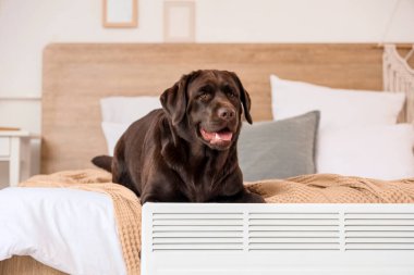 Yatak odasındaki elektrikli konteyner ısıtıcısının yanında yatan şirin Labrador köpeği.