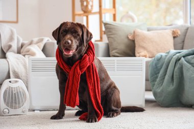 Evde sıcak atkısı ve elektrikli ısıtıcısı olan şirin Labrador köpeği.