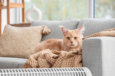 Evdeki elektrikli konteyner ısıtıcısının yanındaki kanepede ekoseli şirin Maine Rakunu kedisi yatıyor.