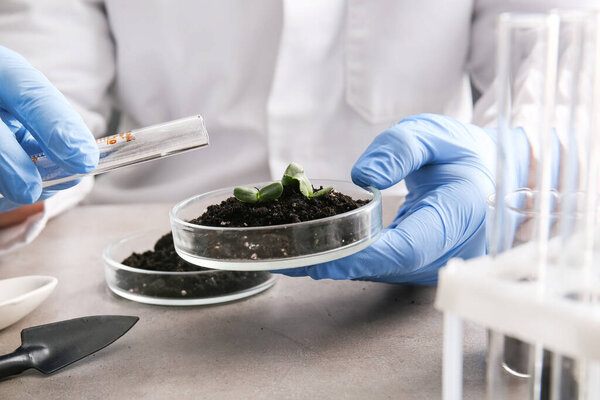 Scientist pouring water into Petri dish with soil and plant seedlings in laboratory, closeup