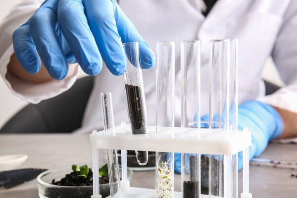 Scientist working with soil sample and plant seedlings in laboratory, closeup