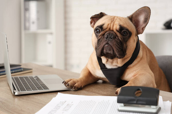 Funny French bulldog with necktie and laptop sitting at table in office