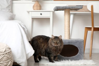 Yatak odasındaki tırmalama direğinin yanındaki sevimli tüylü kedi.