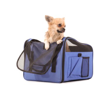 Beyaz arka planda, evcil hayvan taşıyıcısında şirin bir chihuahua köpeği.