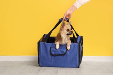 Sarı arka planda, evcil hayvan taşıyıcısında şirin bir chihuahua köpeği olan genç kadın, yakın plan.