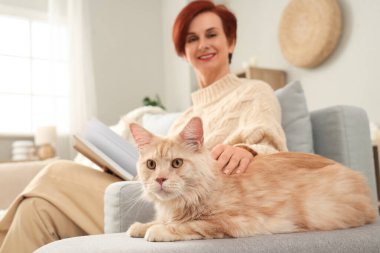 Evde kitap seven olgun kızıl saçlı kadın sevimli Maine Rakun kedisi