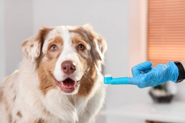 Şirin Avustralya çoban köpeği ve veteriner veteriner veteriner kliniğinde diş fırçası, yakın plan. Hayvan Diş Sağlığı Ayı