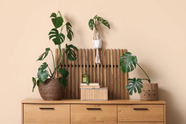 Bej duvarın yanındaki çekmecelerde farklı Monstera bitkileri var.