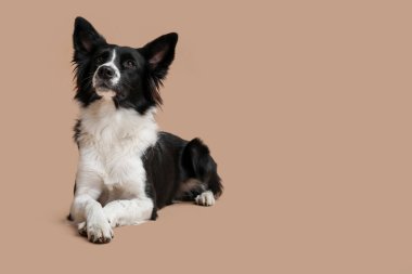 Tatlı Sınır Collie köpeği bej arka planda yatıyor.