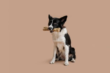 Bej arka planda kemikleri olan şirin Sınır Collie köpeği.