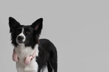 Gri arka planda kulaklıkları olan şirin bir Border Collie köpeği.