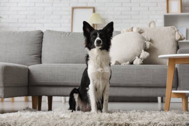 Evdeki halının üzerinde oturan sevimli Sınır Köpeği Collie