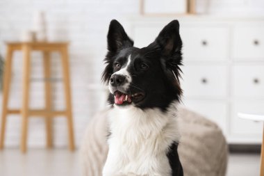 Evdeki şirin Collie köpeğinin portresi, yakın plan.