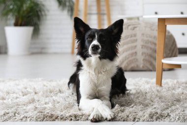 Evdeki halının üzerinde yatan şirin Sınır Köpeği Collie