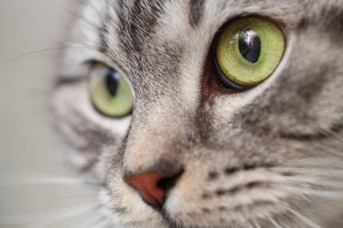 Gri çizgili kedinin portresi, yakın plan.