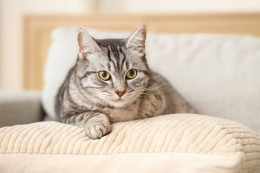 Gri çizgili kedi kanepede yatıyor.