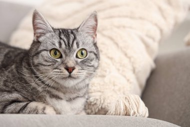 Gri çizgili kedi kanepede yatıyor.