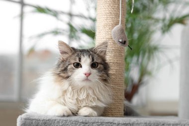 Tüylü kedi oyuncak fareyle oynuyor ve tırmalama direğiyle.