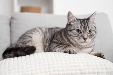 Gri çizgili kedi kanepede yatıyor.